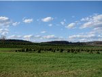 Christmas tree farm